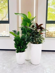 宁波杭州湾绿植租赁公司，开启绿色办公新体验